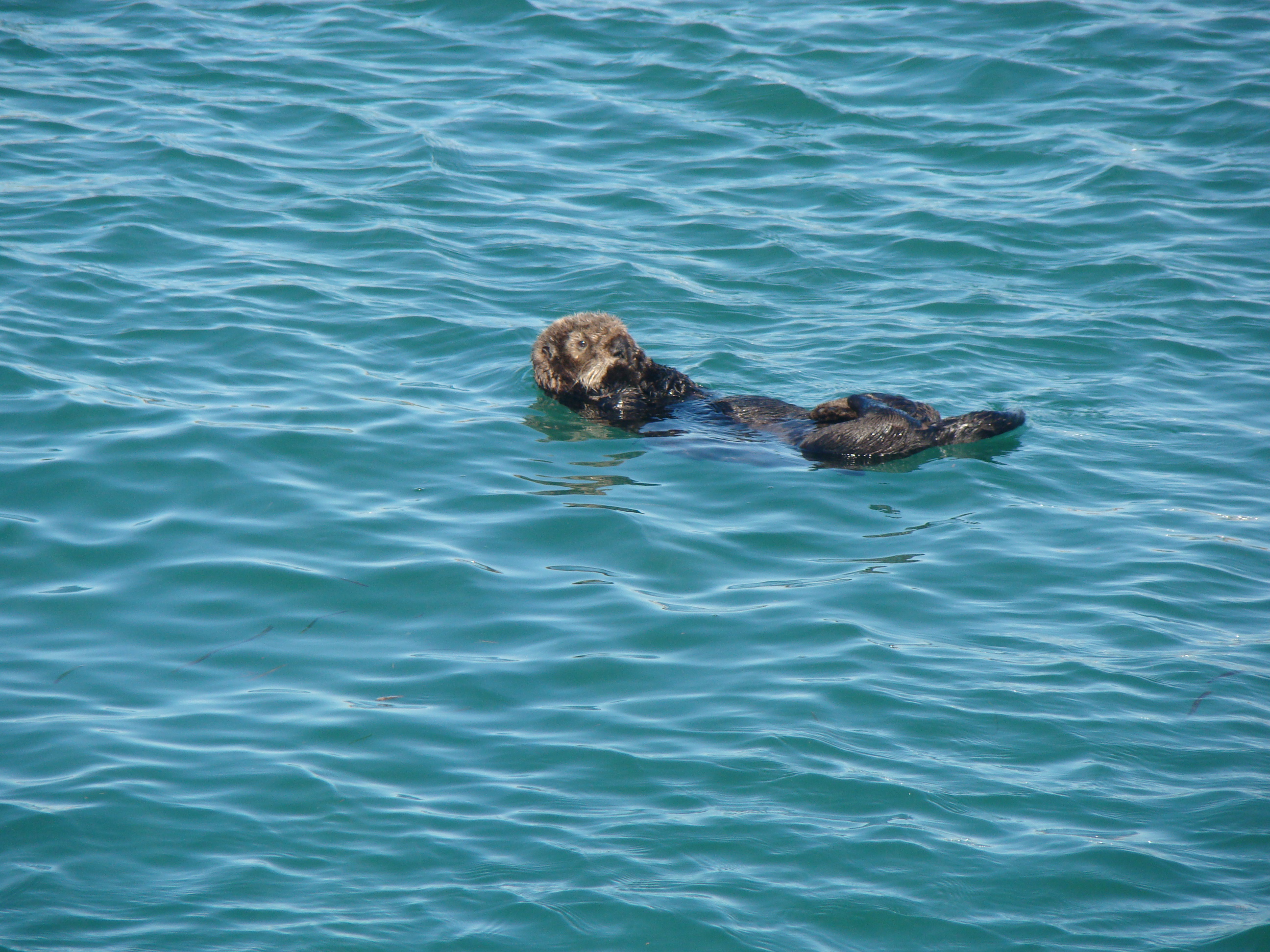 boat tour central coast